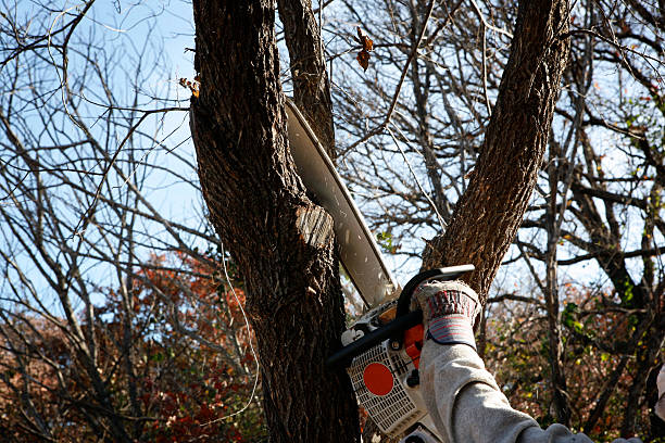 Best Tree and Shrub Care  in Newton, IA